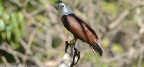 Brahminy Kites love the coastal regions and are often seen in mangroves. I believe their biology might be similar to the M angrove Black-hawks along the coasts of Central and South America, though they hardly resemble each other. These birds have a very large range well up toward Asia and Indian Ocean islands.