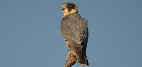 The Australian Hobby is a small falcon found in sparse areas, terrorizing the small bird population. This dark morph lives in forested areas while a pale morph inhabits the dry regions, with all kinds of deserts. You can easily see the dark face and large, block head of many of the earth’s falcons