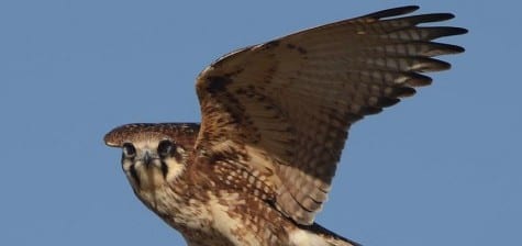 Boom; gotcha. Note the wingtips are not a pointed as some falcons, better for soaring but not as great for diving on prey. Also note the dark areas around the eye, a fairly common field mark for many falcons around the World. What you may not know is the disproportionately large feet for a falcon, enabling them to take larger prey items in the Outback. 