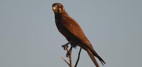 Black Falcons are very dark and scarce; out on the deserts of the Outback. One very curious thing about them is that the juvenile plumage persists for nearly a decade, as they really need someone to tell them to grow up! They usually live in some of the remotest deserts and many Aussie birders have never seen them. There is overlap in many aspect of their appearance, and many birders would call this a Brown Falcon.