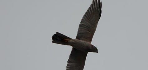 I’m sure you recognize this as the form of an accipiter, often the last thing a bird sees alive. The rounded wings and long tail IDs it as one of these bird-eating hawks, much like our Cooper’s Hawk. This species is the Brown Goshawk, with a shape not unlike our Cooper’s. They are larger than the Sparrowhawk, the sharpie of Australia.