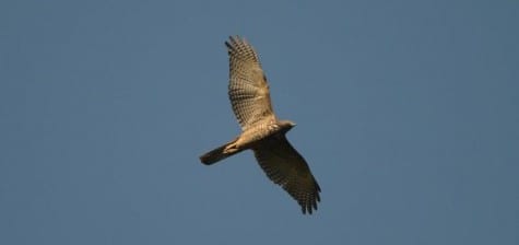 This juvenile Collared Sparrowhawk has many friends in the forest, especially around Kakadu National Park. They dine on the songbird population and fly with the same lightning-fast bursts as our sharpies. If you’re interested, compare the wingshape of this species with the previous accipiter, and you can see the difference.