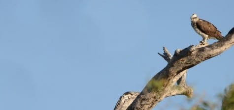 Ospreys are all over the World, but this Australian one is a separate species – the Eastern Osprey. Don’t tell me how to tell them apart (none of ours here) but I always accept life birds generously. And as you can see, their nests are like ours, and they also begin the breeding season in late winter, just like ours.