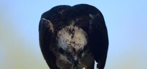 This Eastern Osprey is tearing up the last bits of a fish meal, and their species is the only raptor that feeds exclusively on fish (except for the wildest exceptions). An amazing fact is why so many raptors and other piscine predators have white heads- it ’s because whit e doesn’t cause a refle ct ion in t he wat er so the avian predator can see the fish under the surface.* Think of all the fish-eating avian predators with white heads! * I suspect it’s also the fact that their white head blends with the sky. 