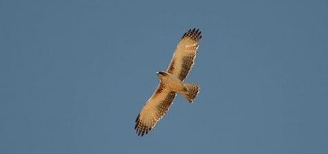 An uncommon and not well-known raptor of Australia is a Little Eagle. Very few eagles are dichromatic (dimorphic), meaning they have two color possibilities that have nothing to do with age (they have that as well). This is the light morph, told easily be the three lines of contrasting color across the secondaries. Very few birds have that!