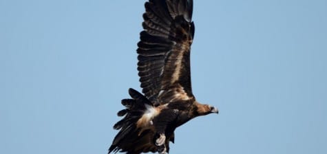 You westerners can see the resemblance to a Golden now, but with less white in the wedge-shaped tail. This is a large, powerful raptor that has a history of taking small wallabies and even young kangaroo. Sadly, with all the traffic through the Outback, many are killed while feasting on dead mammals along the roadside.