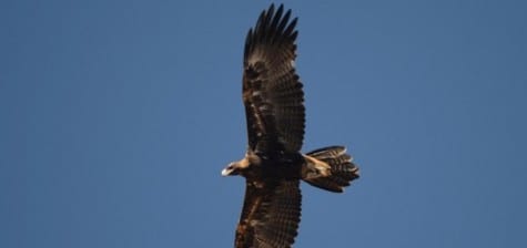 Here you can see the wedge-shaped tail, on a young bird still with barring on the tail. They are darker than our Golden Eagle, as they lack the white patches our Aquila has. They also fly with their wings less “up” than the sea eagle (next), while our Bald and Golden Eagles both fly with flat wings. That said, I have seen Goldens on occasion that I’d swear were flying a bit dihedral, though Dan Gibson says I’m crazy.