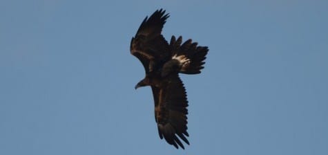 For a large bird, wedgies can move pretty fast using gravity. I’m not sure what this big female was stooping at, but she covered a fair portion of the sky in a small amount of time. You might have noticed that they have feathered tarsi (like our Golden), unlike the eagles drawn to water, like…