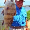 Cleo Dreyer of Goldenville TX took this nice drum on shrimp