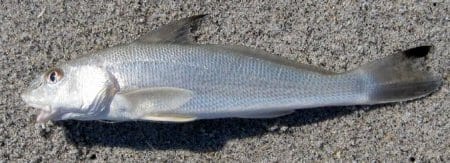 Gulf Whiting are commonly mistaken for sand trout