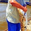 Joe Klizonado of Alen TX nabbed this HUGE 37inch Bull Red while fishing a live finger mullet