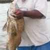 Lyman Jones of Woodlands TX caught and released this nice drum on the early tide