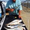 Mike Butler fished The Wall with soft plastics for these nice keeper specks