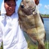 Phu Quach of Houston caught this nice sheepshead on shrimp