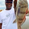 Roger Thomas of Houston put this nice drum in the box fishing shrimp