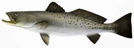 Speckled Sea Trout are highly sought after by most anglers