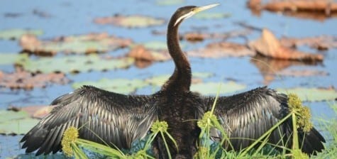 Darters are several species of fish-eating birds found around the warmer parts of Earth. They and their cousins the cormorants lack oil glands so they sink easily to effectively chase fish underwater. One is our Anhinga but this is the Australian Darter, identified by the long, straight, dagger bill and white cheek stripe. 