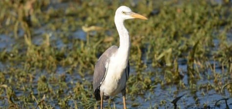 An easy bird to misidentify, the immature Pied Heron has yet to develop its dark cap of adult plumage. My hypothesis is that it’s only one year, but that’s just a guess. These birds are right at the size of a Little Blue Heron, but those are either all dark or all white, except when they are changing. Don‘t you like wading birds? 