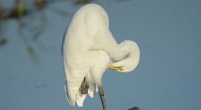 Eastern Great Egrets are much like our Great Egret but scientists decided they should be a separate species. Anyway, the bird listers love it! Many waterbirds get mites and other ectoparasites, as their bills are not as effective against these bloodsuckers as land birds. Anyway, Isure wish I could stand on one legand scratch my ear with my other foot!    