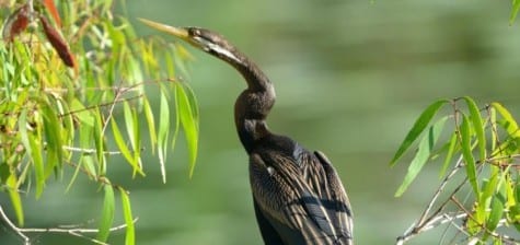 They & cormorants have totipalmate feet for powerful swimming, but perching becomes a bit of a challenge. Note the unhooked bill separating them from cormorants and the aforementioned light cheek stripe. They have a long tail, giving them the name “water turkey,” and the long neck, dubbing them “snake bird” to others. 