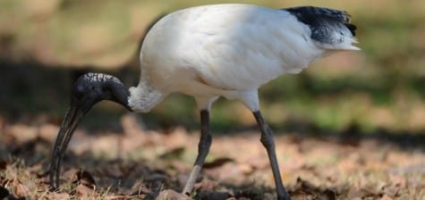 Australian White Ibis are like ours with a lot more pizzazz. They have a bit of a bustle, like cranes, and even colored, iridescent skin on the neck, behind the bare head (like our stork). These and the next ibis species are quite terrestrial in their feeding habits, with the shorter ibis bills being the more terrestrial. 