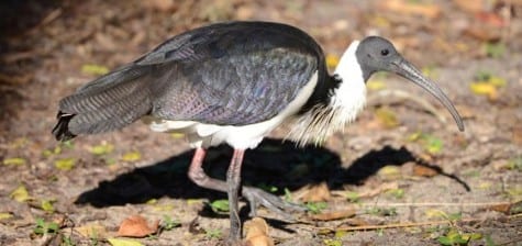 The Straw-necked Ibis is a strongly ornamental bird with a fully iridescent back and shag on its neck. I don’t believe they probe much into the dry ground, but the length is handy when they do feed around the water. Also, they appear to have less webbing than many ibis, a sign of their terrestrial nature. 