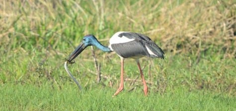 I believe this “jabiru” (as they call it) has grabbed a file snake, a common serpent of the marshes. File snakes are also caught by Aborigine women who wade barefoot through the marsh, stepping on them and killing them by biting their head. OMG! They don’t kill the snake with their bill, but rather swallow it and suffocate the poor reptile. Bad bird! Royal Spoonbills are the typical white of most spoonbills, except our lovely Roseates. Their yellow brow and slight plume add a bit, but this isn’t much too (literally) write home about. You can see the depressed shape of the beak, which they swish back and forth in the water while foraging for small fish and invertebrates.    