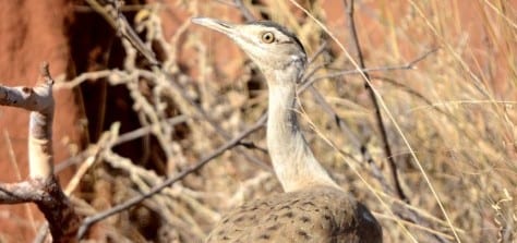 A huge bird of the dry country is the Australian Bustard, a turkey on steroids. They stomp over dry outback ground and grab small animals and dig up plant material like our cranes do. And them getting airborne is like a B1 Bomber taking off, though they’re surprisingly strong fliers. This particular bird was sure tame! 