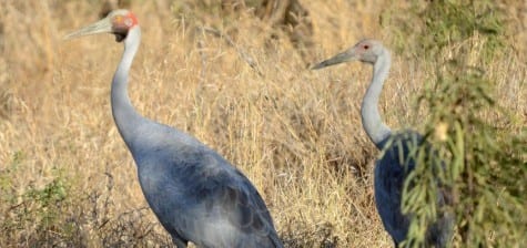 Two species of cranes are found in northern Australia, with these Brolga being the most common. Note the young on the right and the dewlap under the chin of the adult. They have loud, clattering calls not unlike our Sandhills, and the color is about “just right.” At this moment, in Outback Australia, November seems a long way away, but the sandies are coming! 