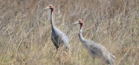 Tougher to find are Sarus Cranes, with the red extension on the neck. They live in many of the same fields as Brolga, and I honestly don’t know exactly how they are ecologically separated from Brolga. Note the larger size of the male on the left, and the list of enemies they will fight off to protecttheir young is astounding. I know of one who pecked a King Brown to death. Wowsers. 