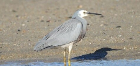 A species not unlike our Tri-colored in shape and habits is the White-faced Heron, often seen in coastal marshes and estuaries. Like so many fish-eating birds, they have white faces (at least!) so they can see into the water better for fish. This is a very common bird in New Zealand but less so in Australia, with all the wader competition.     