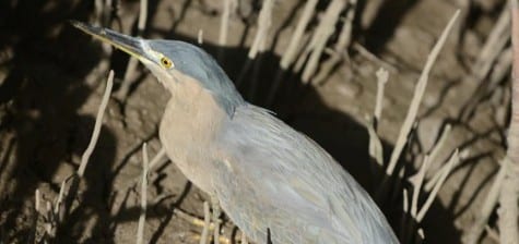 It was fun to peer down on a Striated Heron working its way through the mangroves, on mud only a light-weight creature could operate on. These are obviously related to our Green Heron, but I question whetherthis is the same species as South America’s Striated Heron. I’m betting this guy takes a few of those wonderful little mudskippers. 