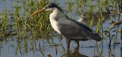 A lovely little wader is the Pied Heron, remarkably similar to the Capped Heron of the New World Tropics. They get the white needed for looking into the water but the dark on top for filtering out the UV rays of the sun. This is not a common bird, and we only found them at Fogg Dam I think!), but there were dozens there. 