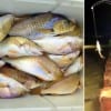 Croaker fishing