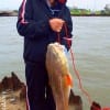 Cut Croaker attracted the bite for this HUGE 38inch tagger bull red of So Dang of Houston