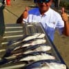 Edwin Cruz of Seabrook TX tailgated these nice drum he caught on shrimp