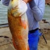 Jimmy Hall of Splendora TX caught and tagged this HUGE 38inch bull red he took on a finger mullet