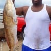 Roy Dillard of Houston tagged this HUGE 39inch bull red he caught on cut mullet