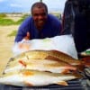 San Antonio TX angler David Green freelined live shrimp to catch this nice limit of reds from 21 to 28 inches