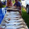 The Trainwreck Fishing Krewe of League City TX took these nice Macks, trout, and reds while fishing finger mullet