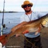 Todd Dixon of Hamshire TX fished a finger mullet to catch this HUGE 40plus inch tagger bull red