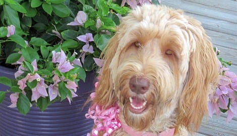 I am the pretty, leashed Labradoodle walking along the sands of Crystal Beach