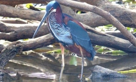 Agami Heron ad2 ss