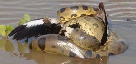 Anaconda w goose s