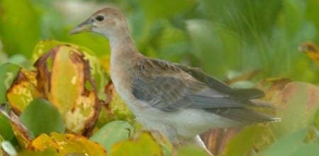 Azure Gallinule s - Copy