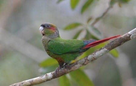 Blood-eared Parakeet s - Copy