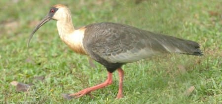 Buff-necked Ibis s - Copy