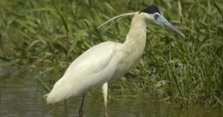 Capped Heron 1 s