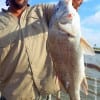 Clyde Chapron of Houston took this 26inch keeper eater drum on shrimp