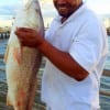 Desmond Turner of Houston was fishing with shrimp when this HUGE 36inch tagger bull red hit